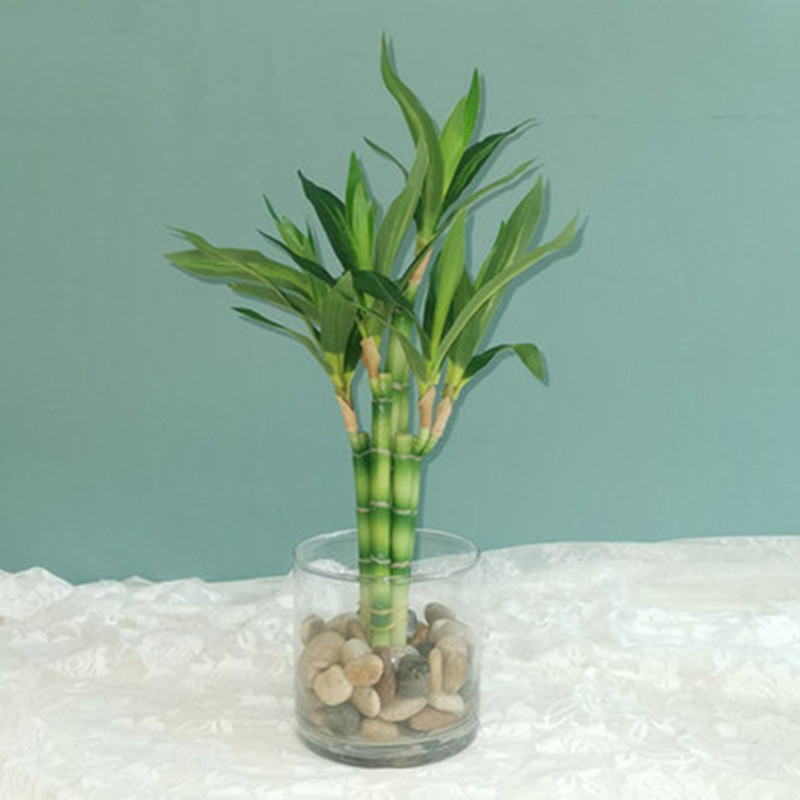 新しい40cm人工ラッキーバンブー多肉植物フェイクプラントフ - Dracaena Marginata のレビューと価格