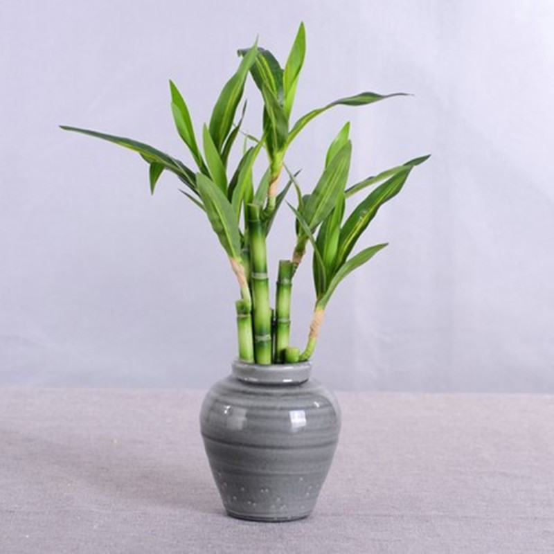 新しい40cm人工ラッキーバンブー多肉植物フェイクプラントフ - Dracaena Marginata のレビューと価格