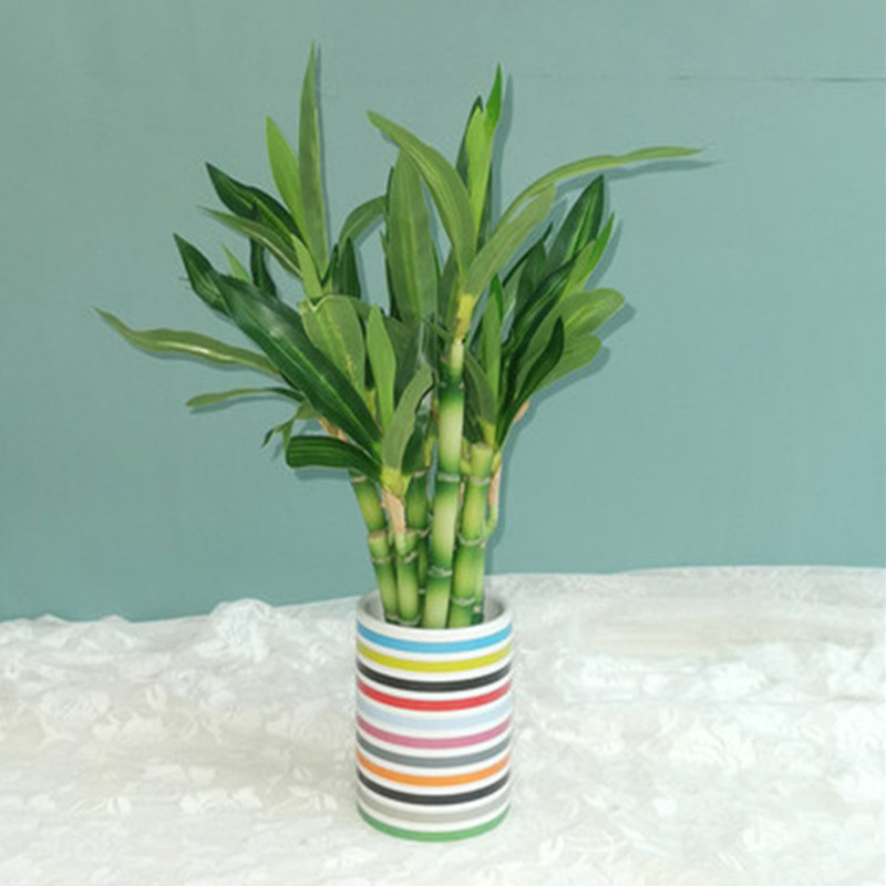 新しい40cm人工ラッキーバンブー多肉植物フェイクプラントフ - Dracaena Marginata のレビューと価格