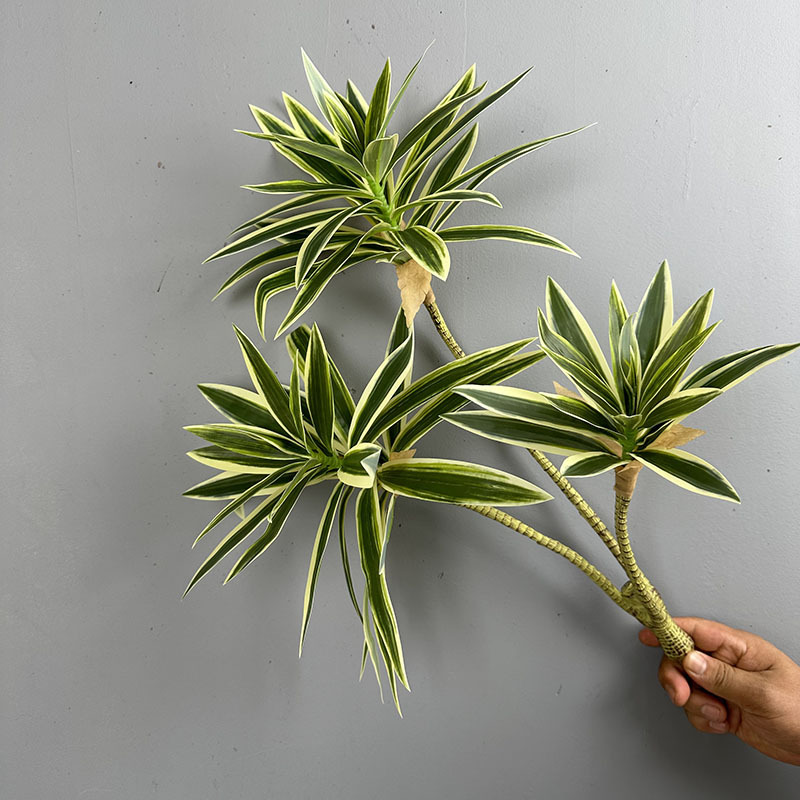 シミュレートされた緑の植物、3つの頭を持つユリの竹、ドラセナ - Dracaena Marginata のレビューと価格